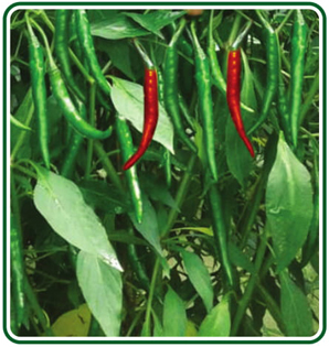 Chili