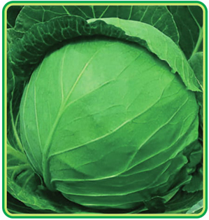 Cabbage
