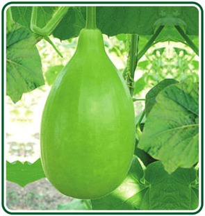 Bottle Gourds
