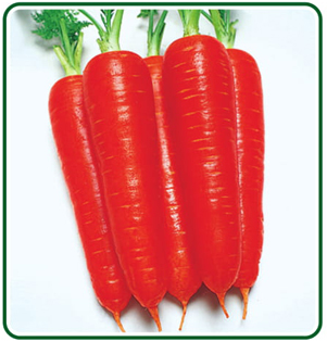 Carrot