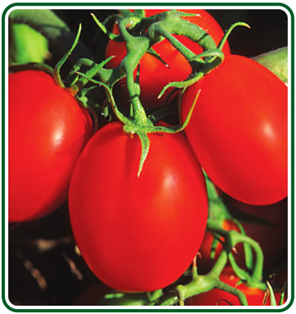 Tomato